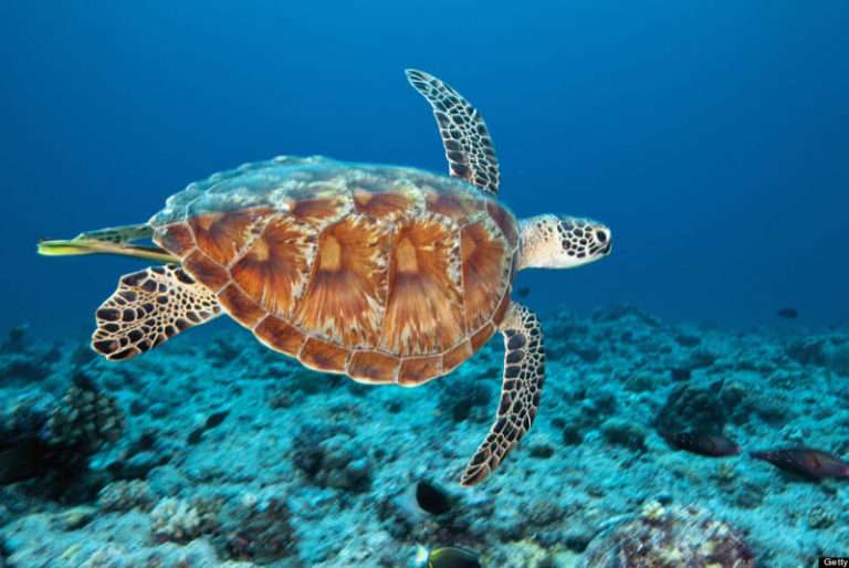 the-arrival-of-the-sea-turtles-in-puerto-vallarta-casa-bay-villas